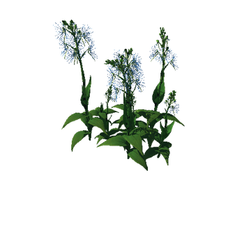 Flower Habenaria Medusa5 1